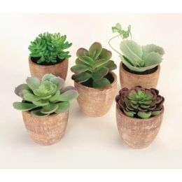 Potted Succulent (Set of 5) 4"H-7.5"H Plastic/Terracotta