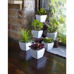 Potted Succulent (Set of 6) 7"H Ceramic/Plastic