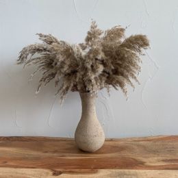 Pampas Grass, Dried Floral Dcor (Pack of 1)
